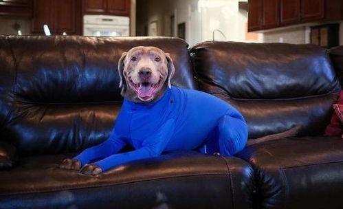 史蒂夫训犬爆料视频,视频爆料背后的秘密